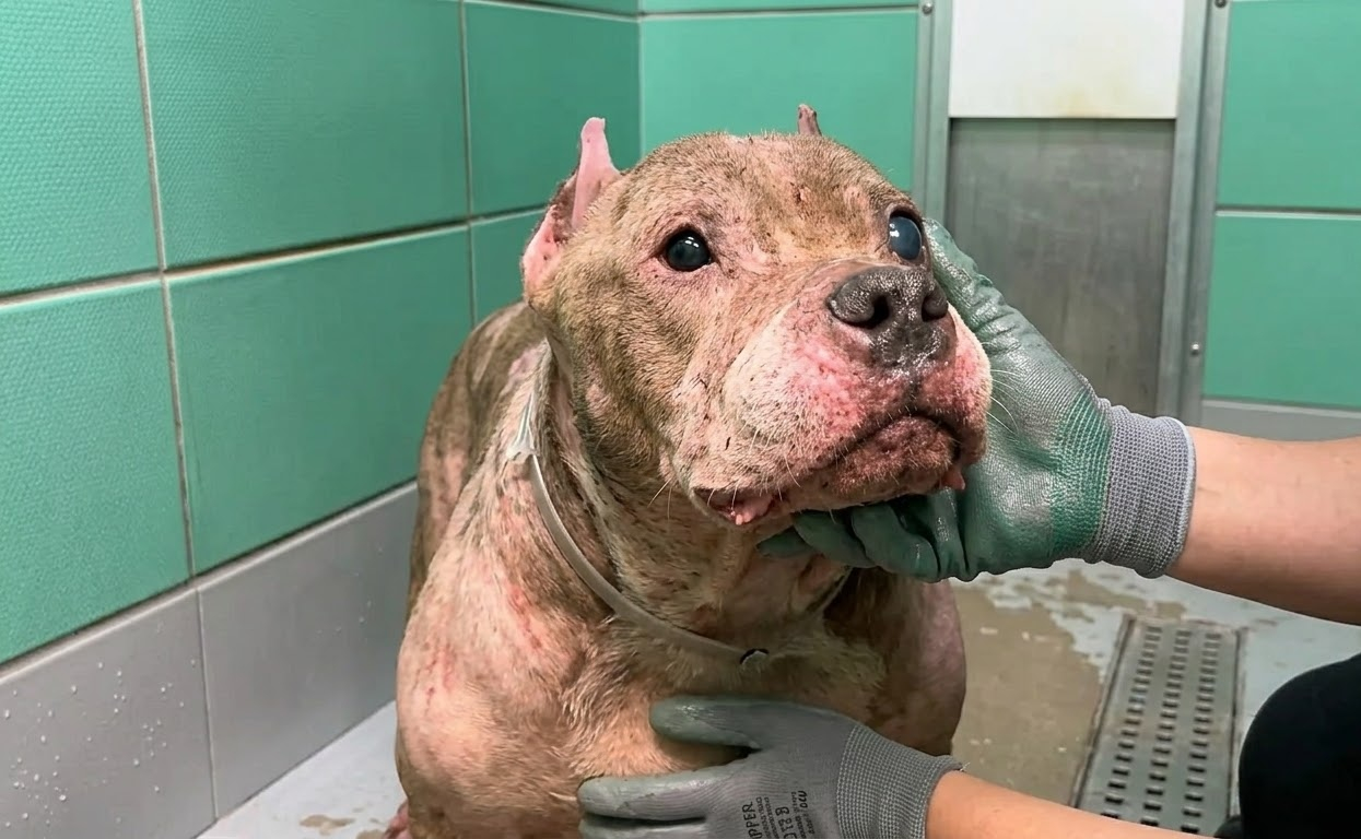 She Walked Into the Shelter Carrying a Toy, Leaving Years of Neglect Behind