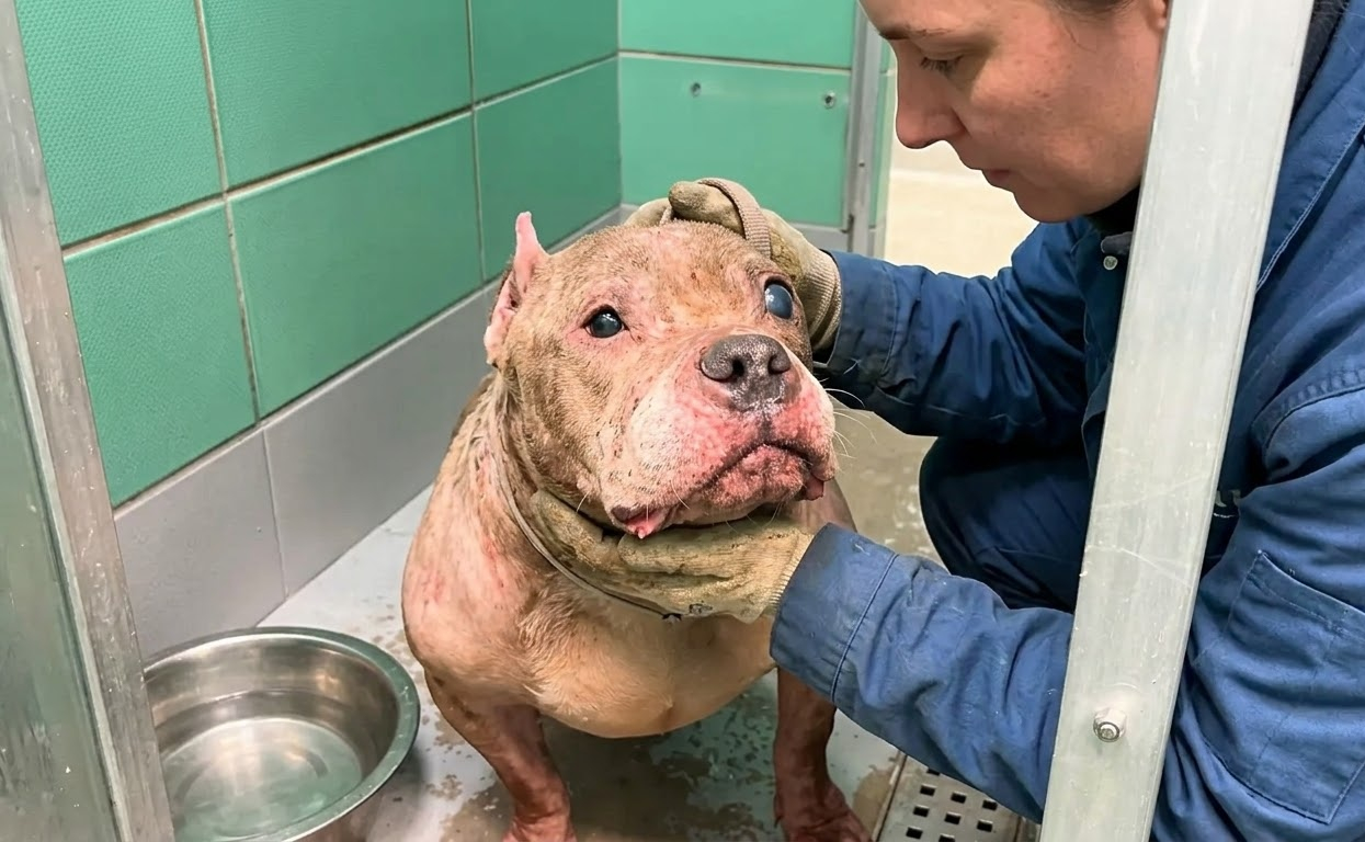 She Walked Into the Shelter Carrying a Toy, Leaving Years of Neglect Behind