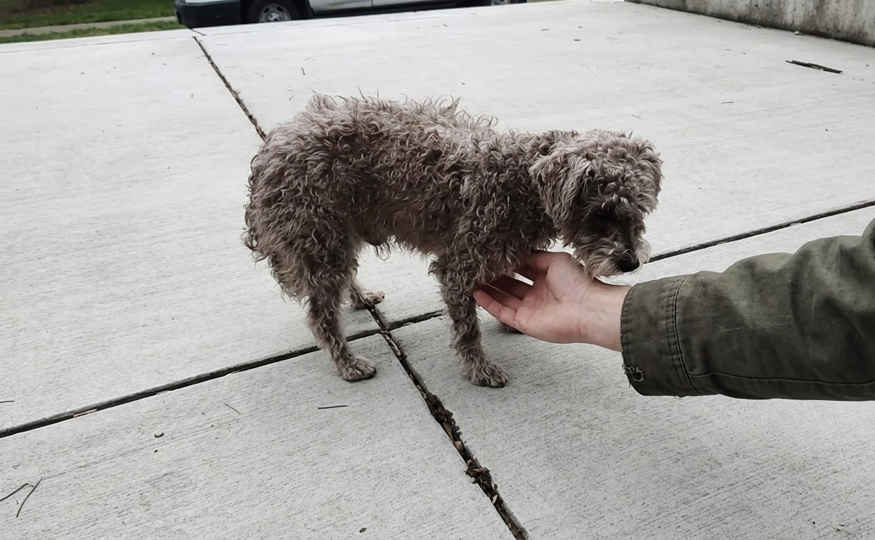 Scruff Could Barely Keep His Balance, but One Chicago Rescuer Gave Him a Chance