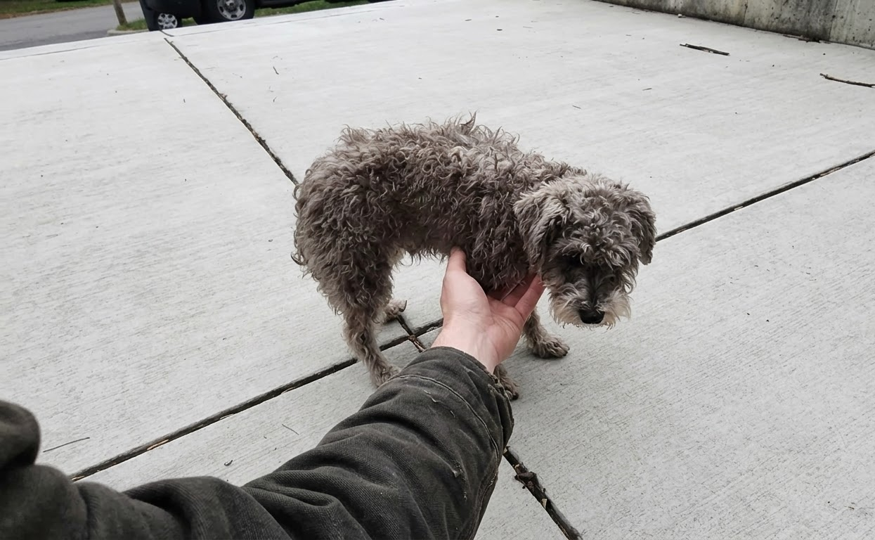 Scruff Could Barely Keep His Balance, but One Chicago Rescuer Gave Him a Chance