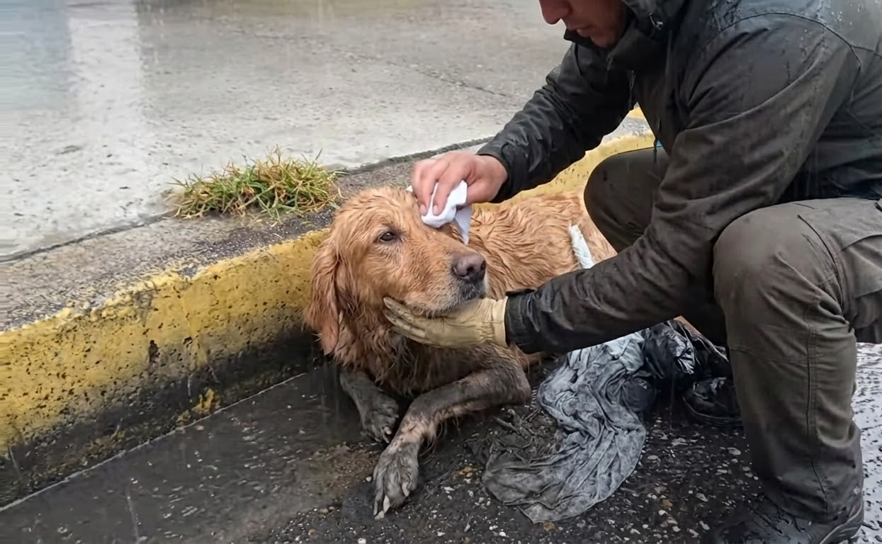 Sunny Was Found Drenched Beside the Road, but His Final Destination Was a Home