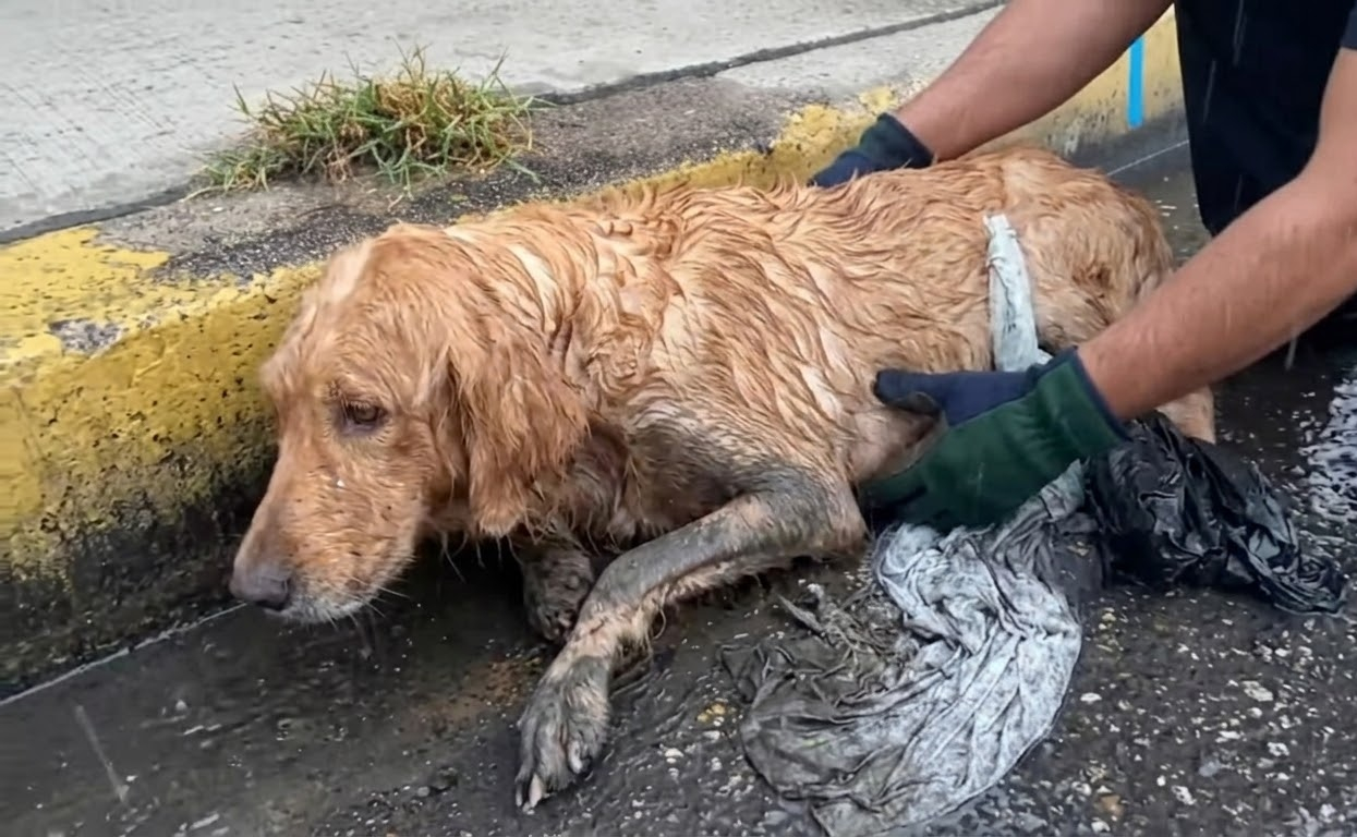 Sunny Was Found Drenched Beside the Road, but His Final Destination Was a Home
