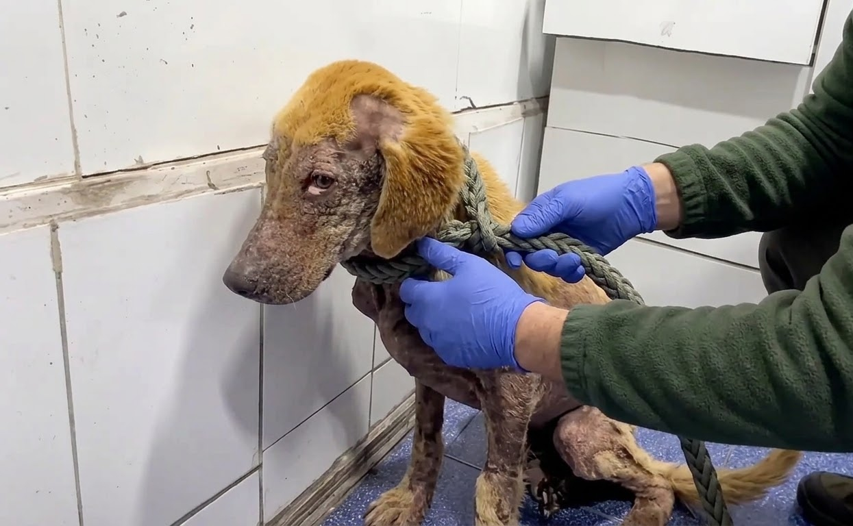 Behind His Tired Eyes Was a Dog Still Willing to Trust