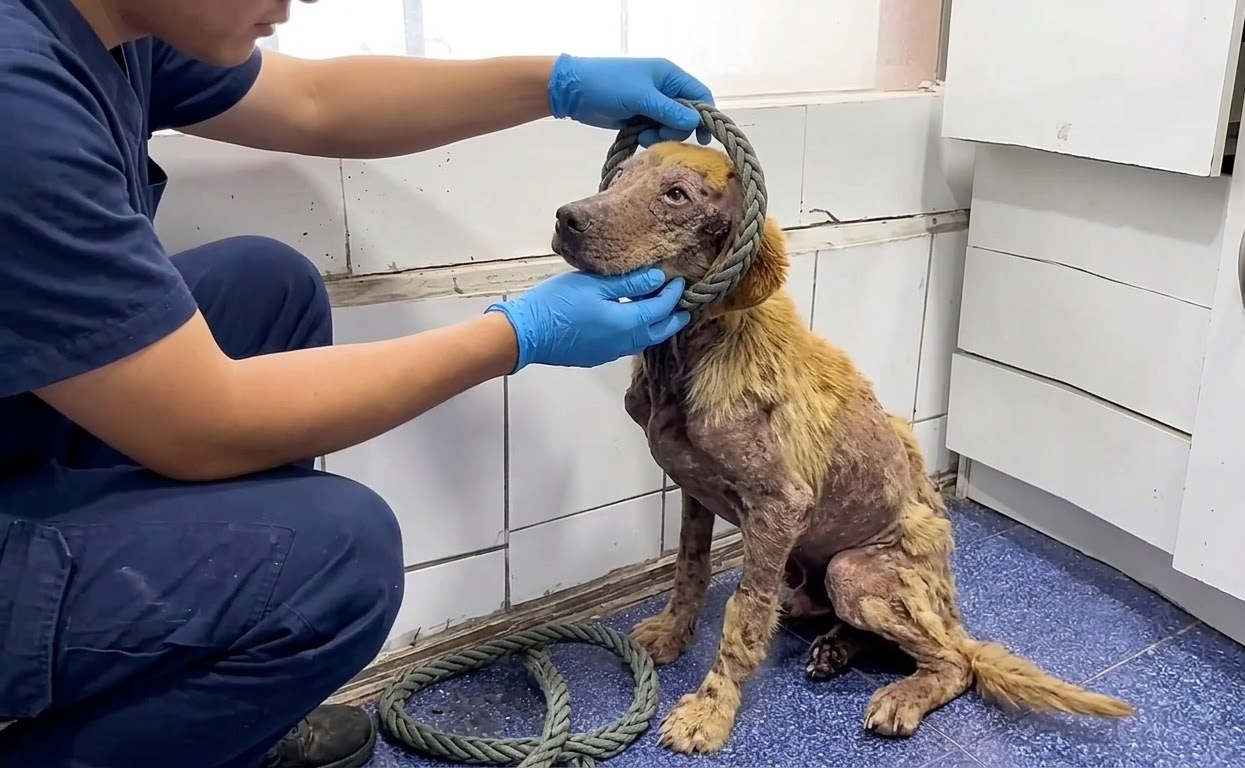 Behind His Tired Eyes Was a Dog Still Willing to Trust