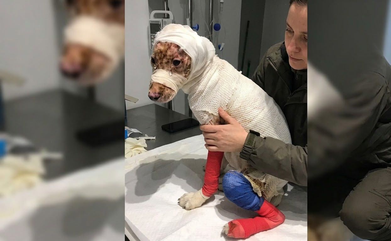 Beneath the Bandages, a Small Dog Was Still Fighting for a Chance to Heal