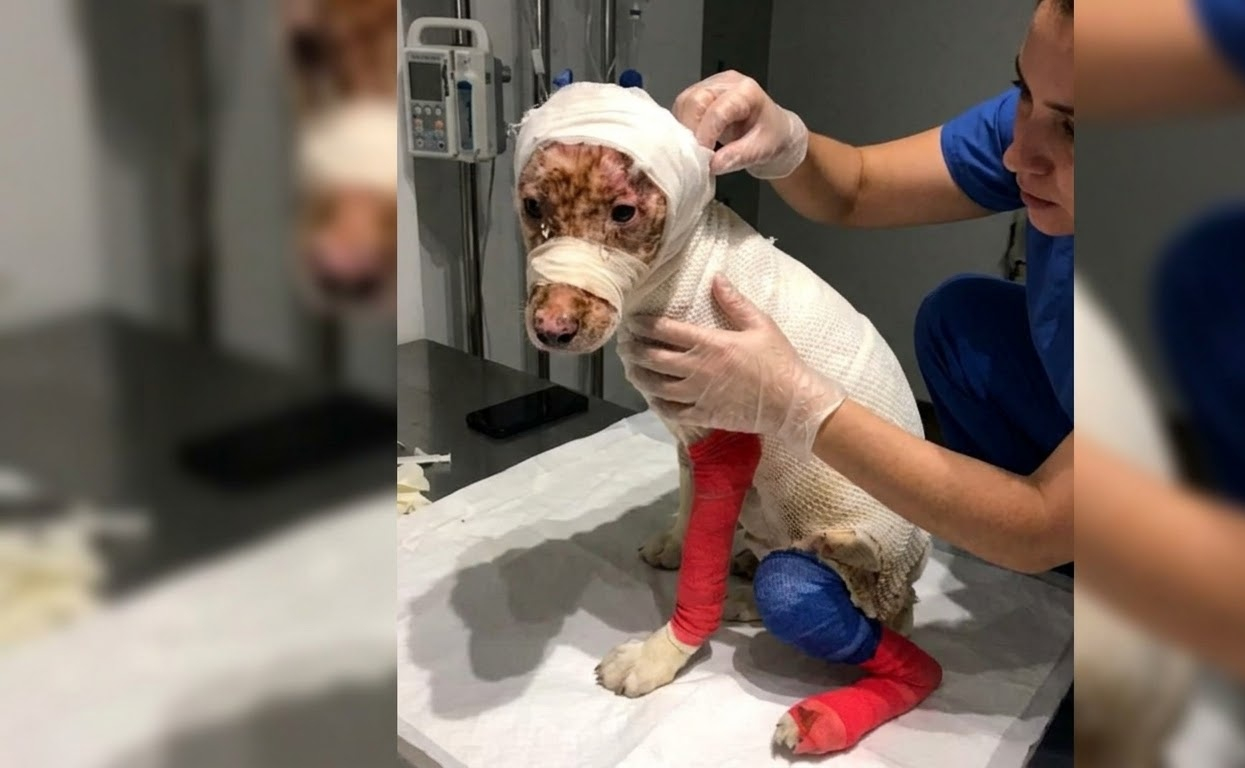 Beneath the Bandages, a Small Dog Was Still Fighting for a Chance to Heal