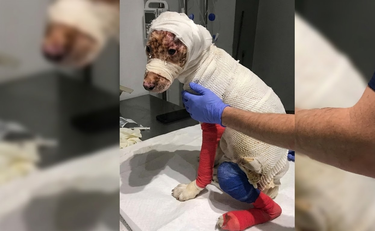 Beneath the Bandages, a Small Dog Was Still Fighting for a Chance to Heal