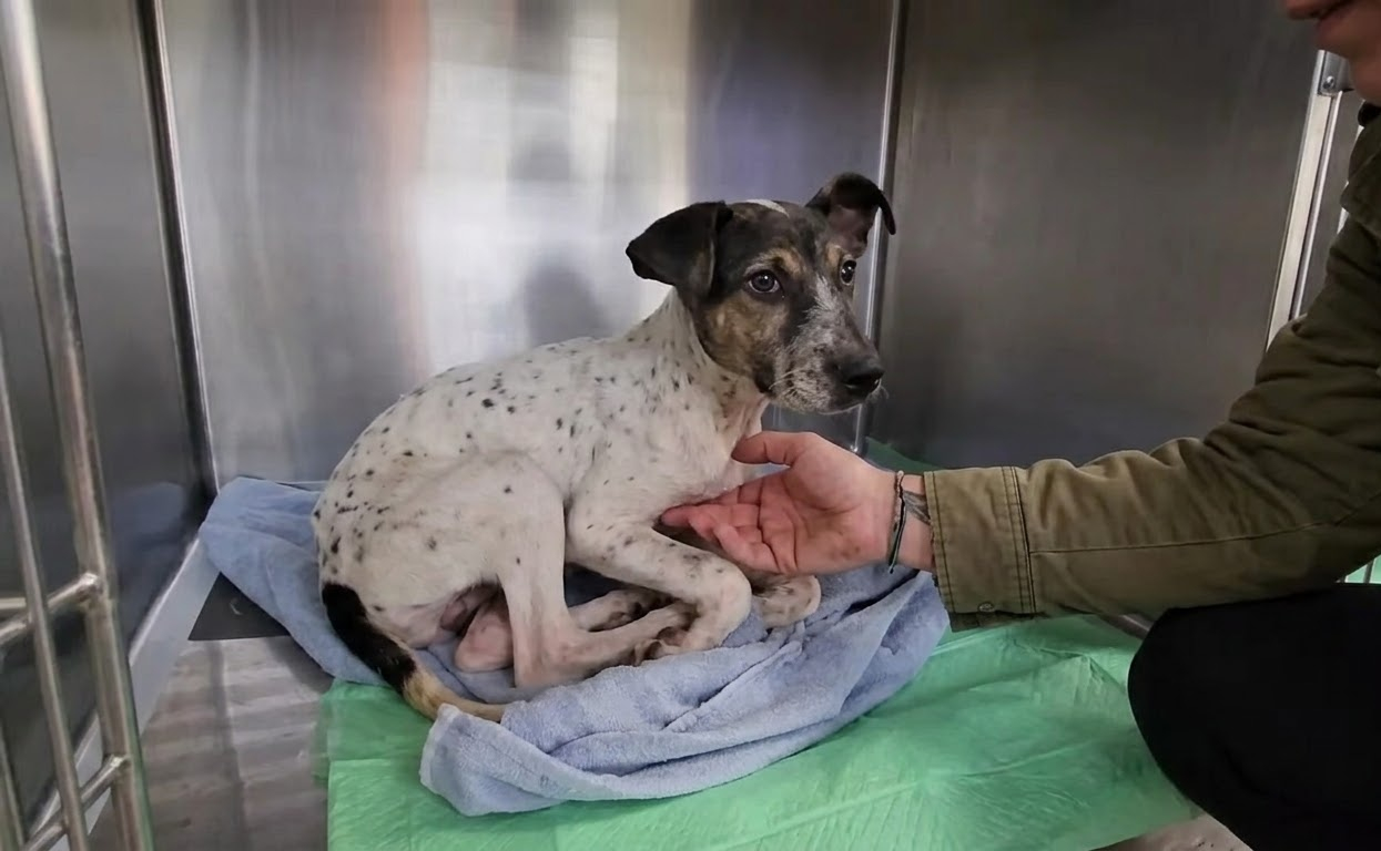 The Quiet Dog Behind the Cage Door Was Waiting for Someone to See Him