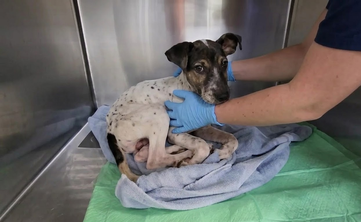 The Quiet Dog Behind the Cage Door Was Waiting for Someone to See Him