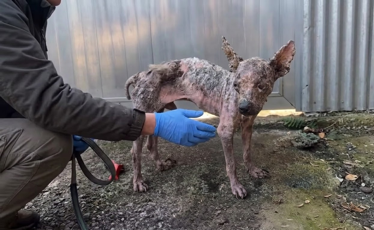 Milo Was Barely Recognizable When Help Found Him by a Metal Wall