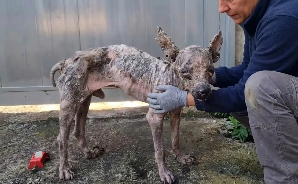 Milo Was Barely Recognizable When Help Found Him by a Metal Wall