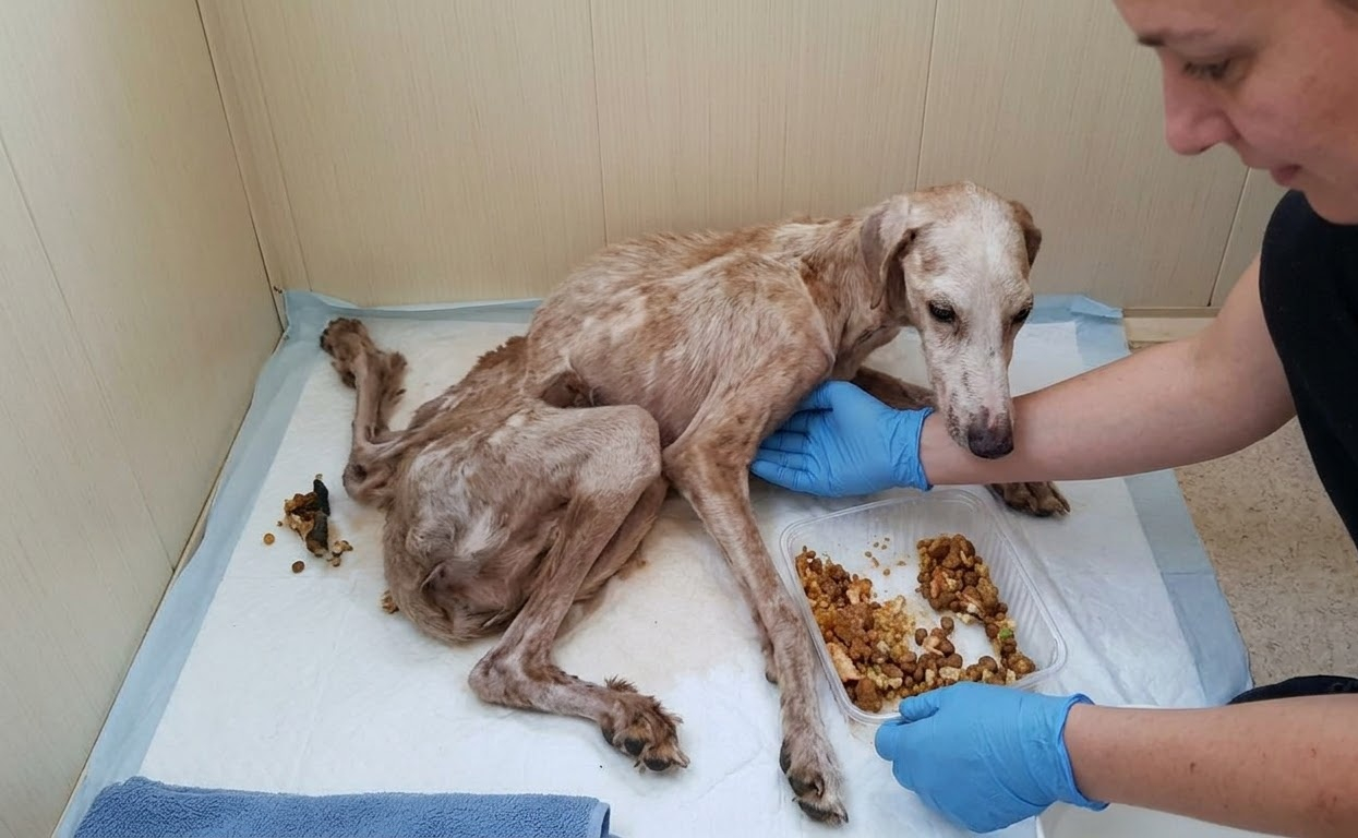 Hope Could Barely Lift Her Head, but Her Recovery Had Already Begun