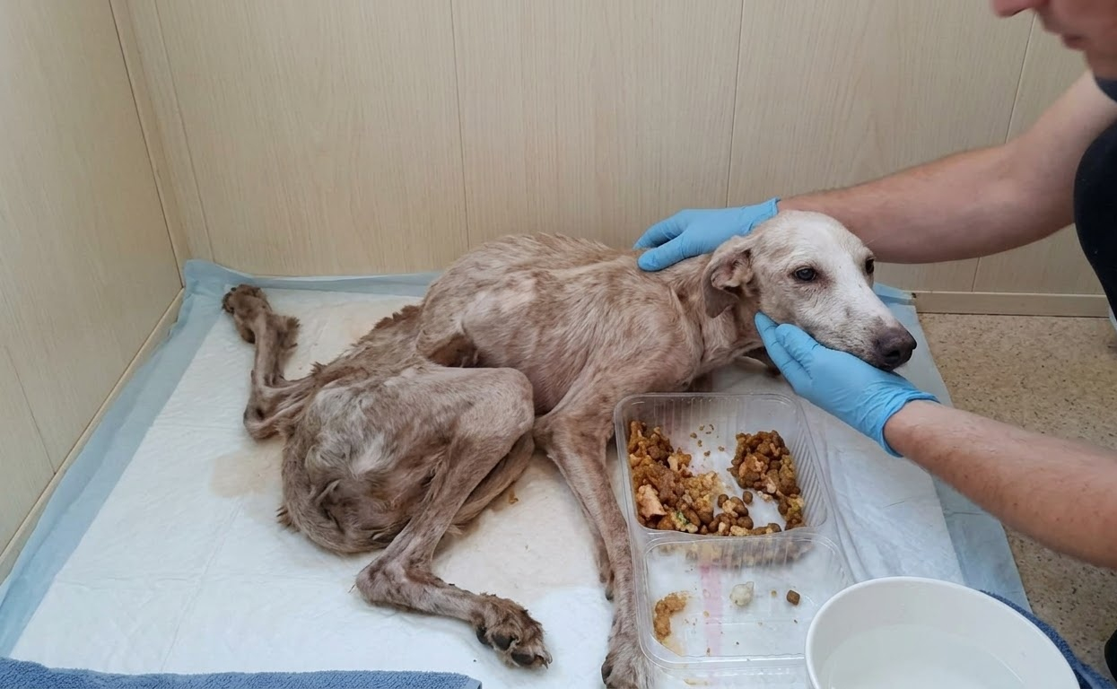 Hope Could Barely Lift Her Head, but Her Recovery Had Already Begun