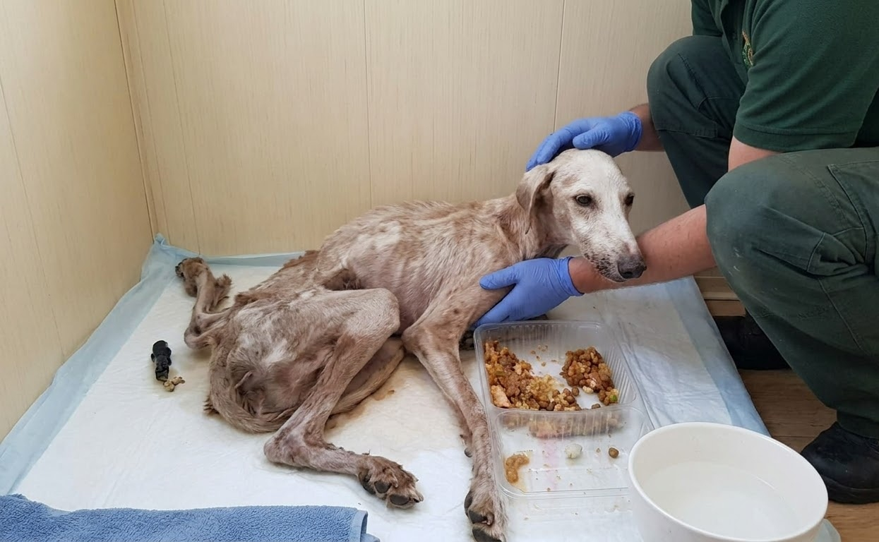Hope Could Barely Lift Her Head, but Her Recovery Had Already Begun