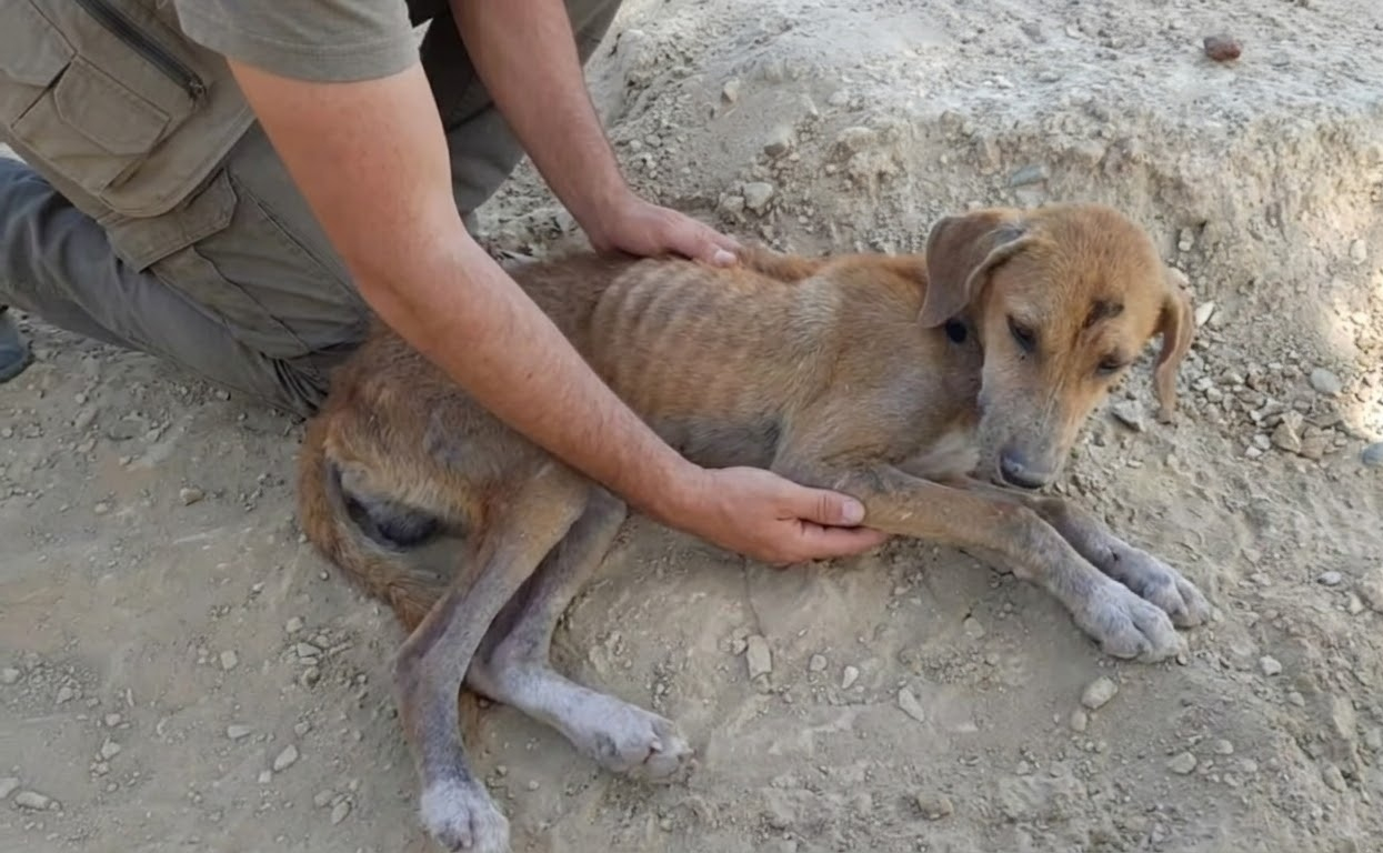 Milo Was Too Weak to Leave the Dirt, but He Still Looked Up When Help Arrived