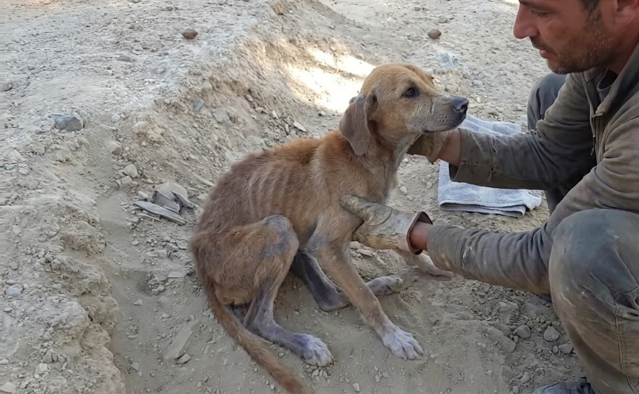 Milo Was Too Weak to Leave the Dirt, but He Still Looked Up When Help Arrived