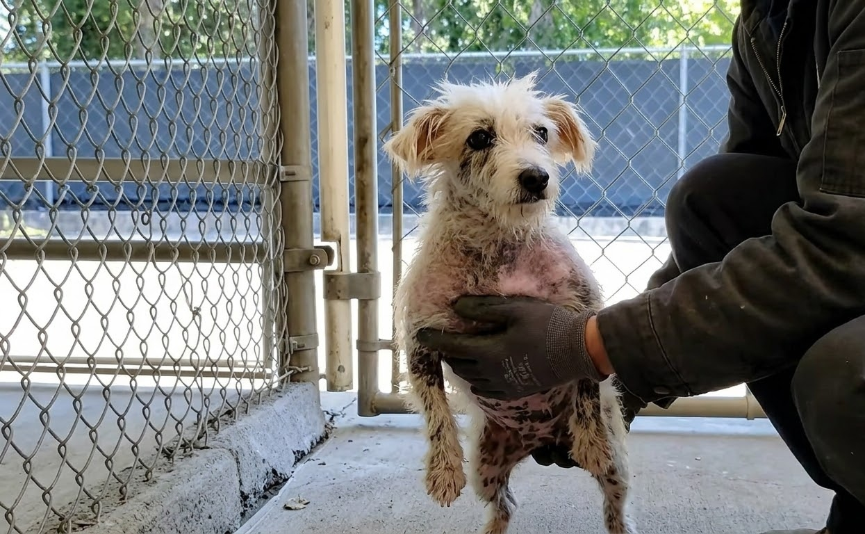 Piccolo Waited Quietly Behind a Kennel Gate Until His World Began to Open