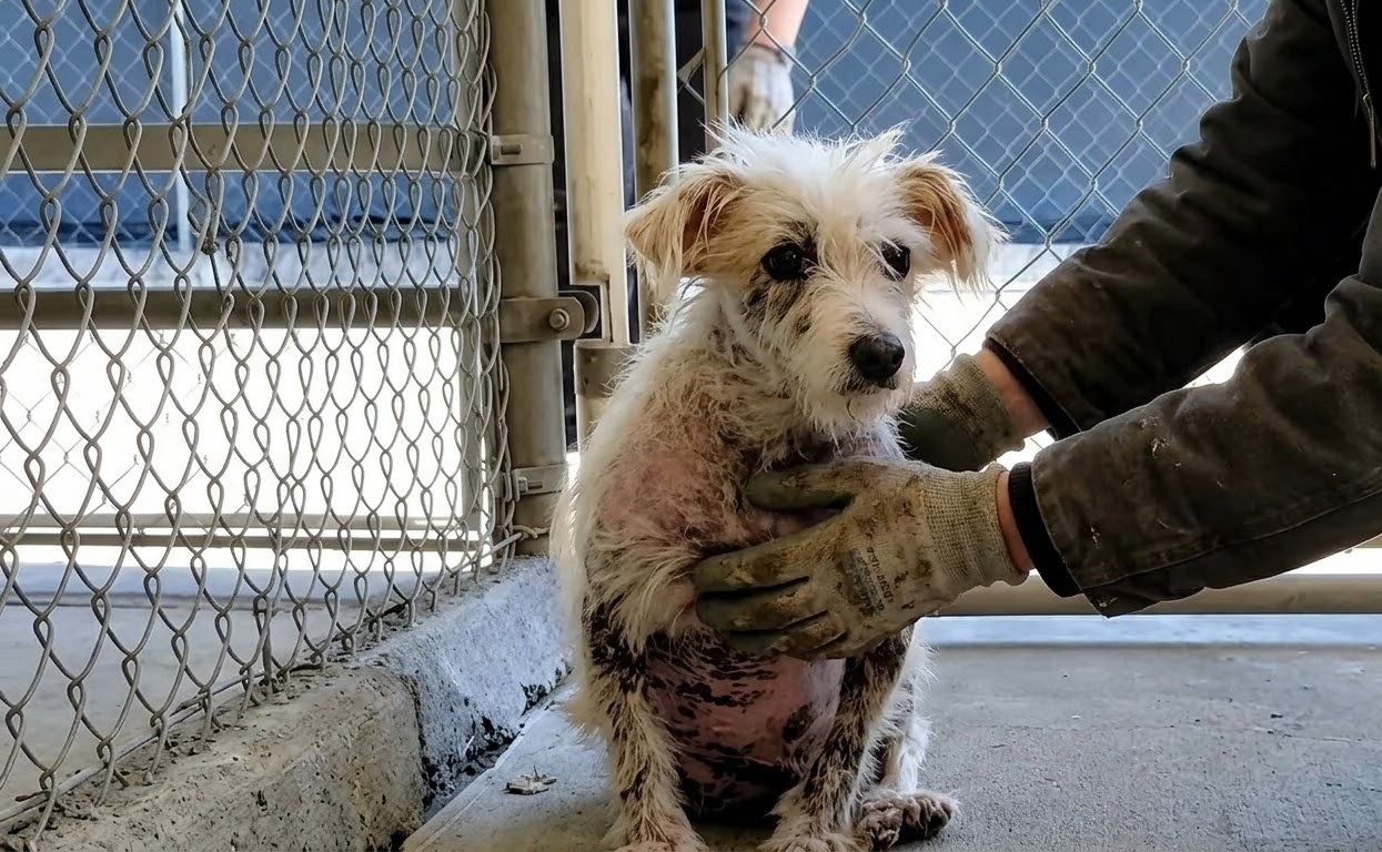 Piccolo Waited Quietly Behind a Kennel Gate Until His World Began to Open
