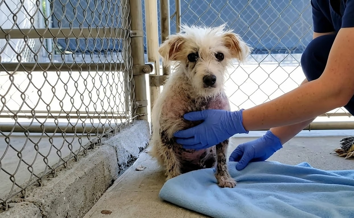 Piccolo Waited Quietly Behind a Kennel Gate Until His World Began to Open