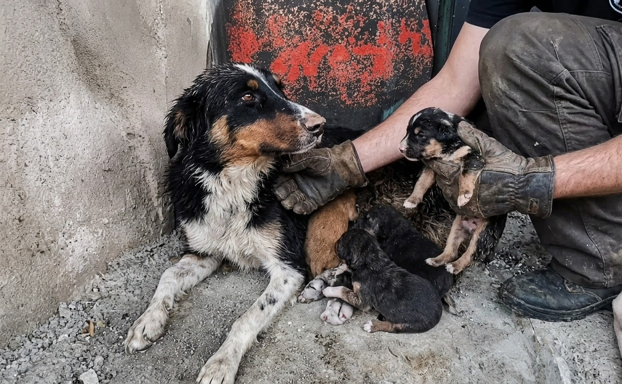 Mina Led One Stranger Away From a Café—and Straight to the Puppies She Couldn’t Save Alone