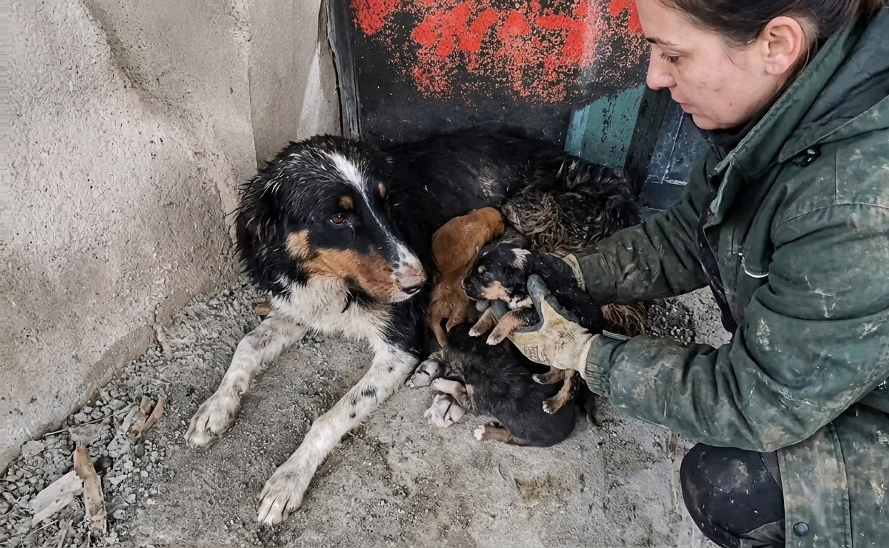 Mina Led One Stranger Away From a Café—and Straight to the Puppies She Couldn’t Save Alone
