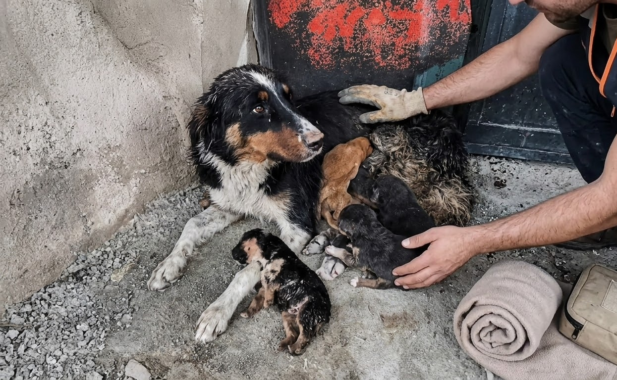 Mina Led One Stranger Away From a Café—and Straight to the Puppies She Couldn’t Save Alone