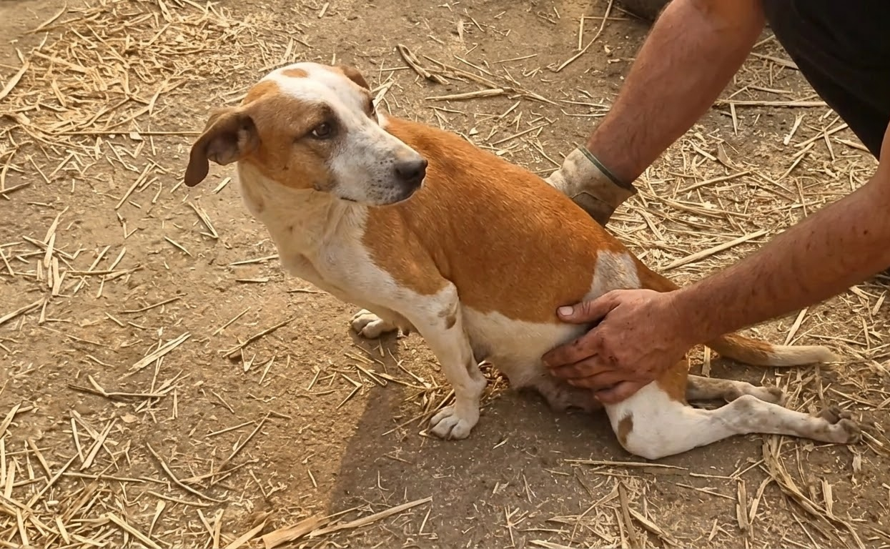 Every Inch Through the Dust Was a Fight, but This Dog Kept Moving