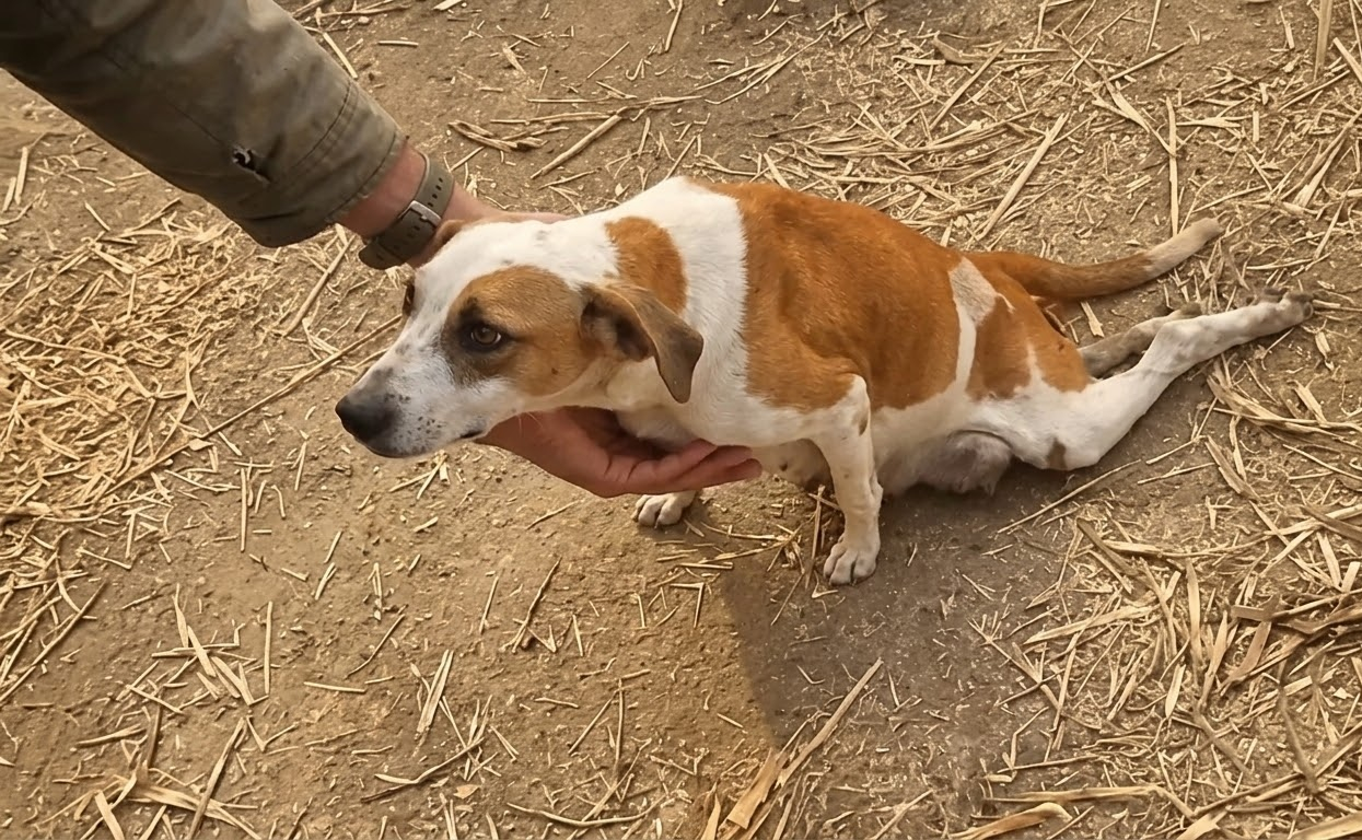Every Inch Through the Dust Was a Fight, but This Dog Kept Moving