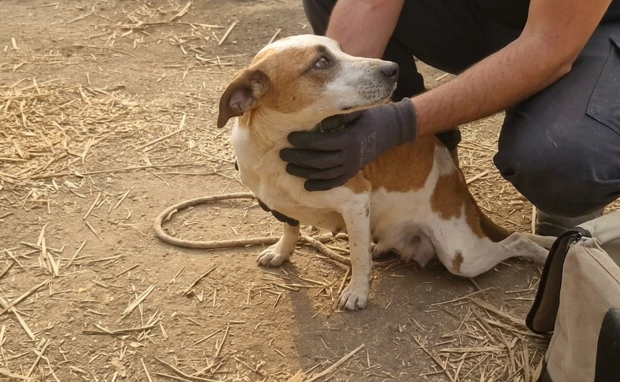 Every Inch Through the Dust Was a Fight, but This Dog Kept Moving