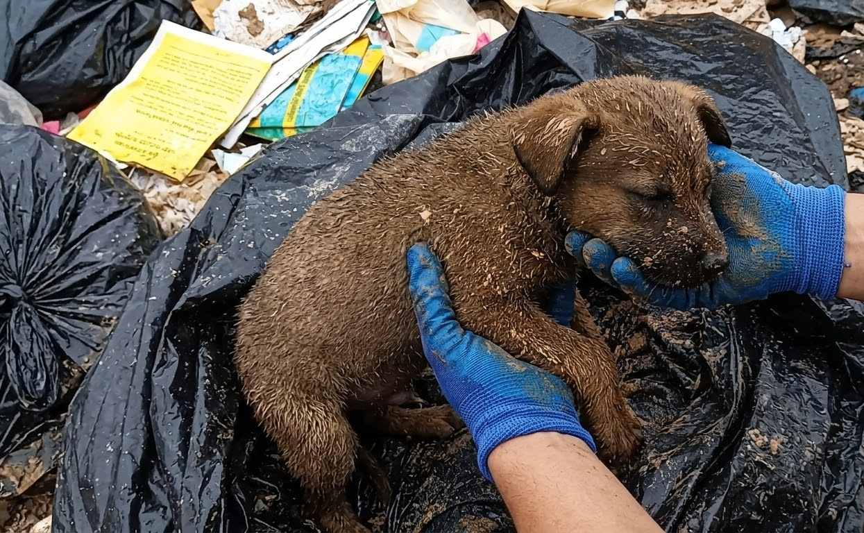 Beneath a Heap of Roadside Waste, Two Tiny Puppies Were Still Alive
