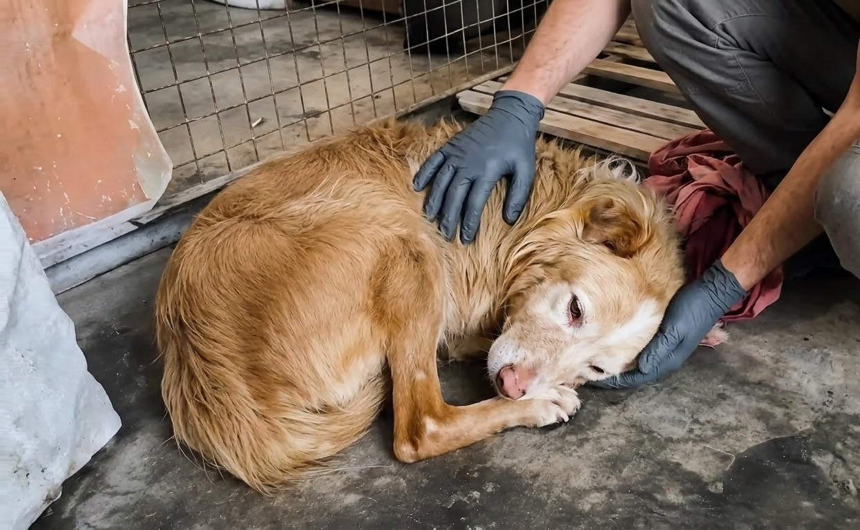 Hope Could Barely Lift Her Head—Then Someone Carried Her Away From the Kennel