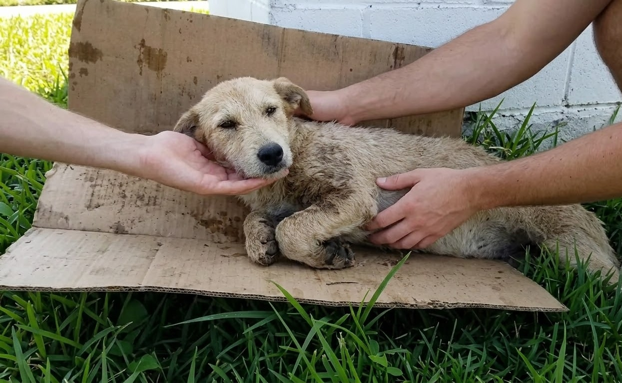 Sunny Had Only a Piece of Cardboard for a Bed Until Someone Chose to Stay