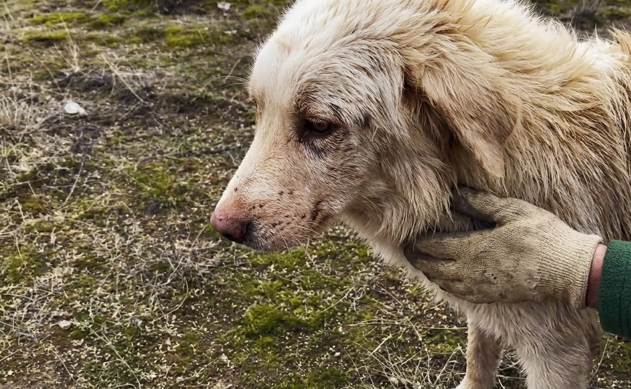 The White Dog on the Hillside Slowly Found His Way Back to Joy
