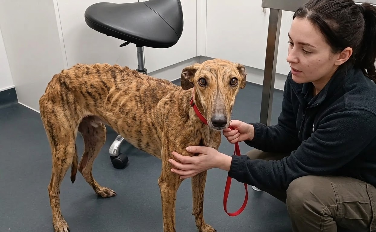 Lucky Was Painfully Thin, Yet She Still Stepped Toward the Hand Reaching for Her