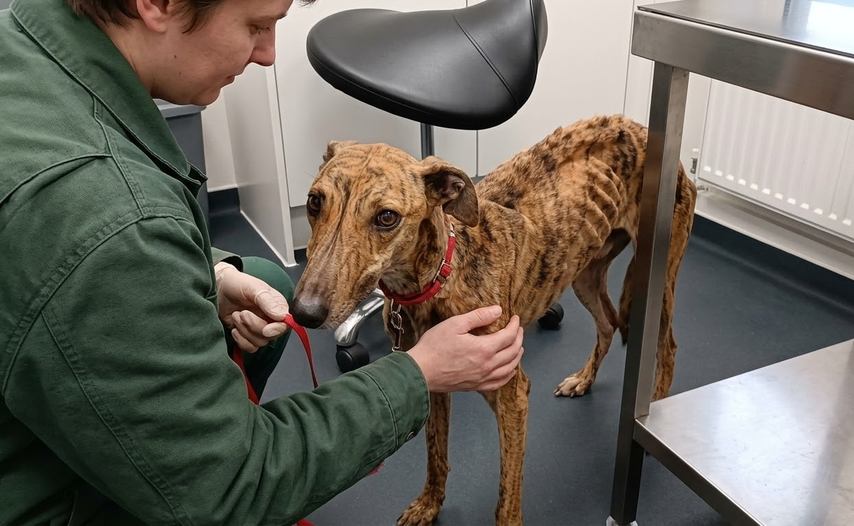 Lucky Was Painfully Thin, Yet She Still Stepped Toward the Hand Reaching for Her