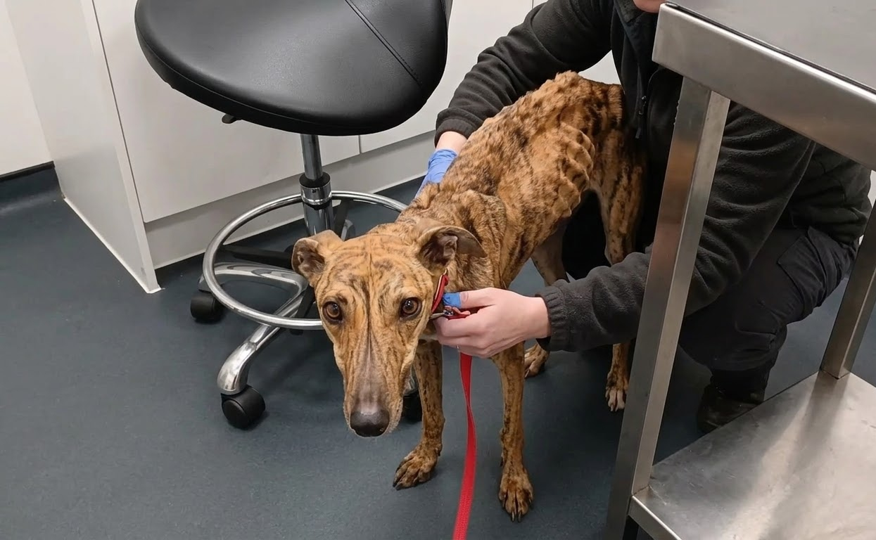 Lucky Was Painfully Thin, Yet She Still Stepped Toward the Hand Reaching for Her