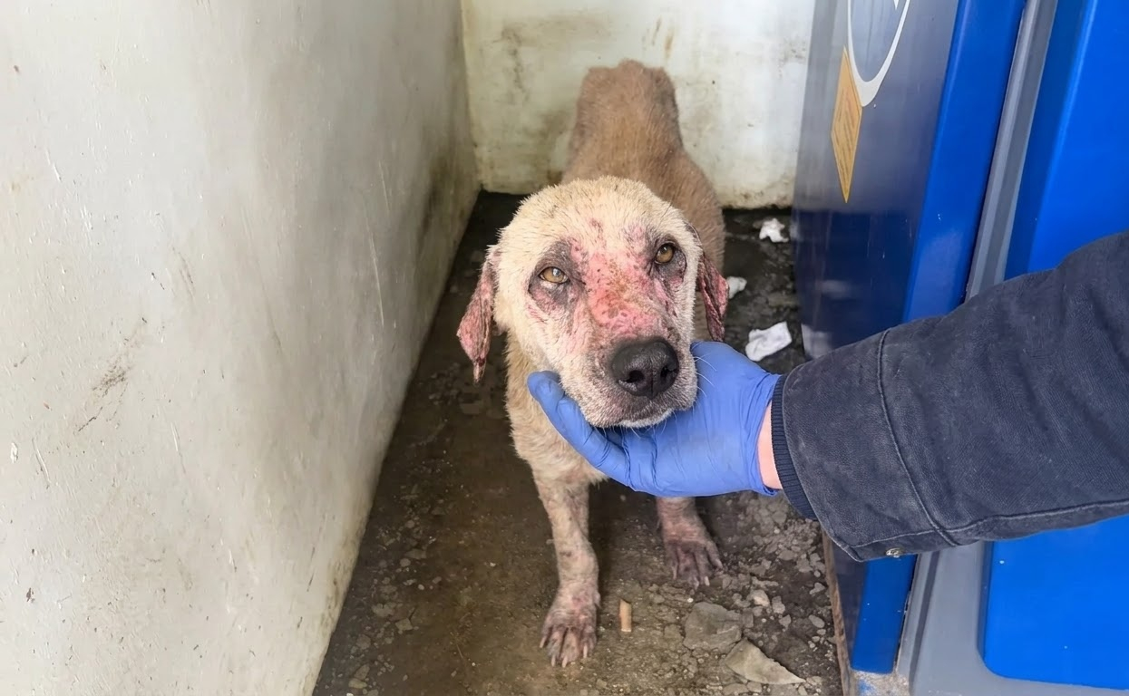 From a Filthy Corner to Open Ground, One Frightened Dog Finally Had a Future