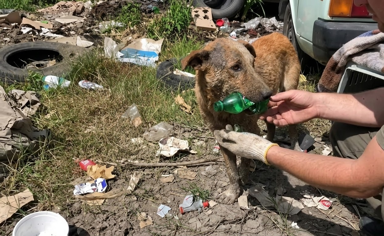 She Was Fading Beside the Road—Then Someone Finally Stopped