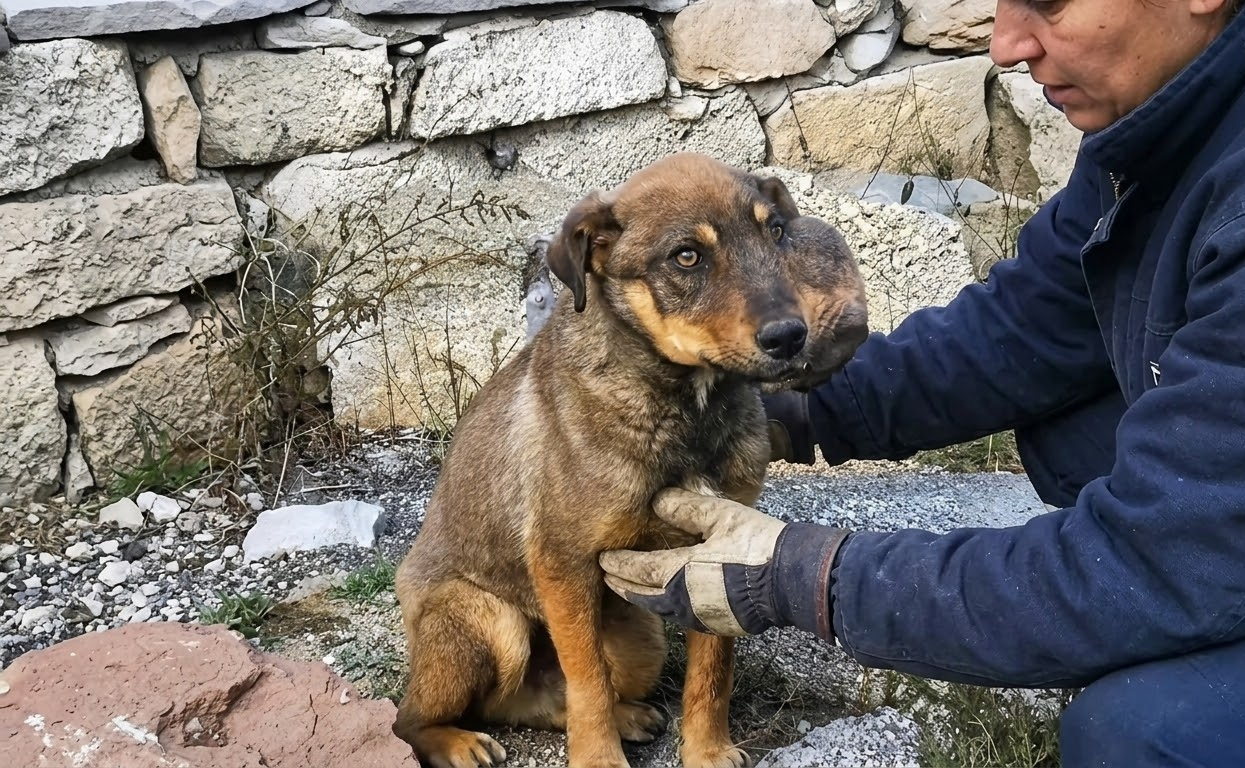 Beside the Stone Wall, an Injured Stray Finally Let Help Come Close