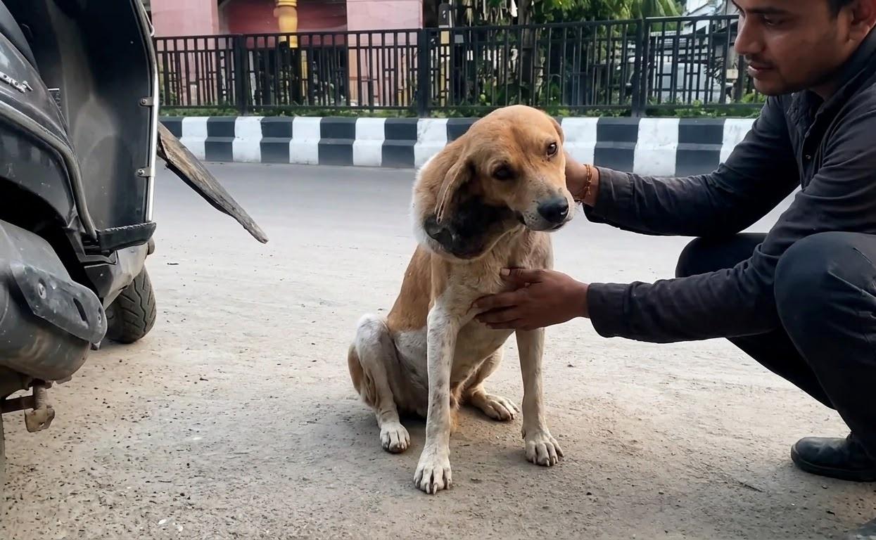 A Wounded Dog Sat Beside the Traffic Until Someone Chose to Notice