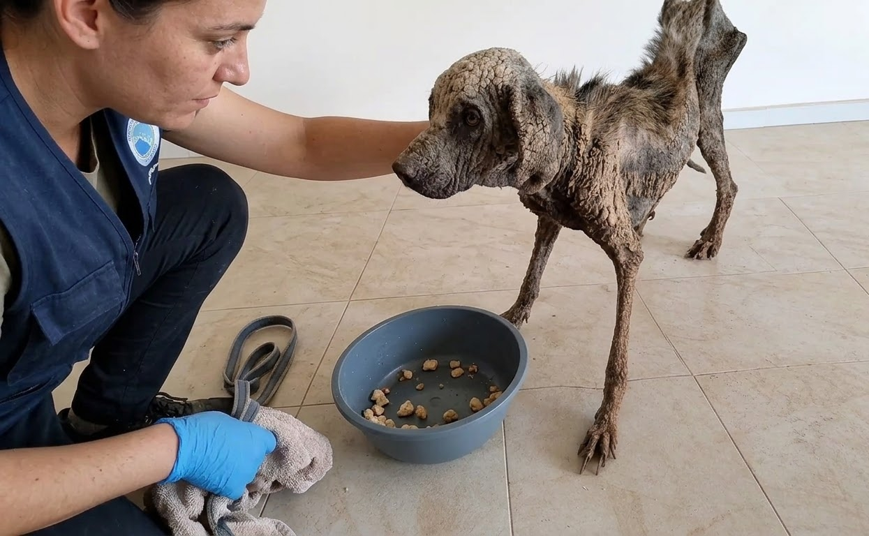 A Simple Bowl of Food Became the First Sign of Safety for a Frail Rescue Dog