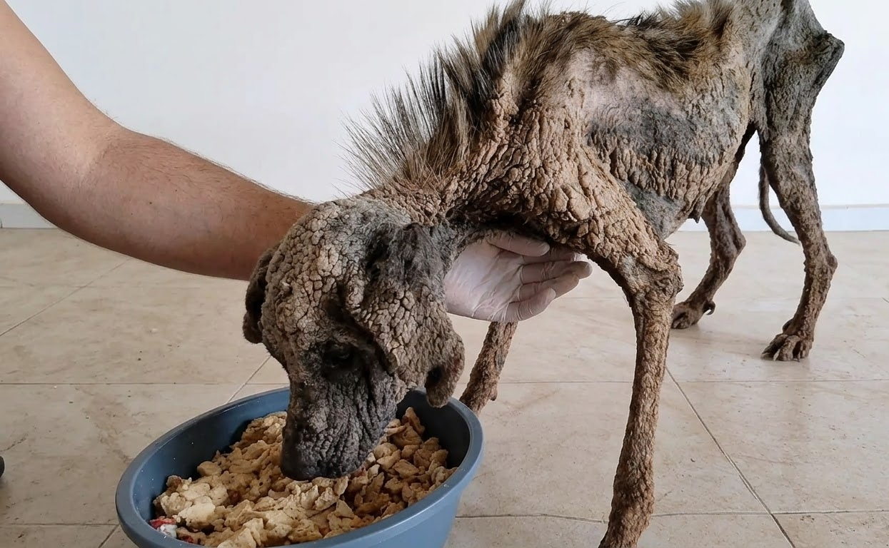 A Simple Bowl of Food Became the First Sign of Safety for a Frail Rescue Dog
