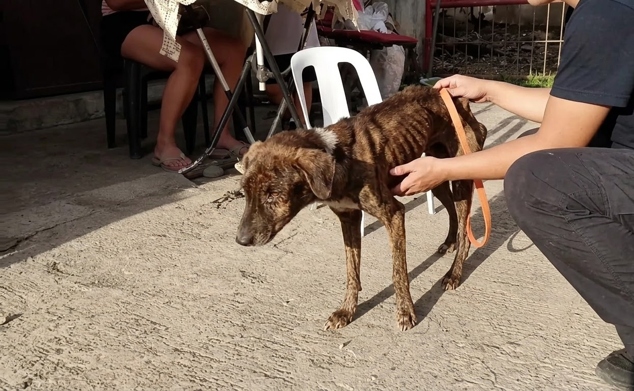 The Brown Dog Who Had Almost Nothing Left Still Chose to Keep Walking