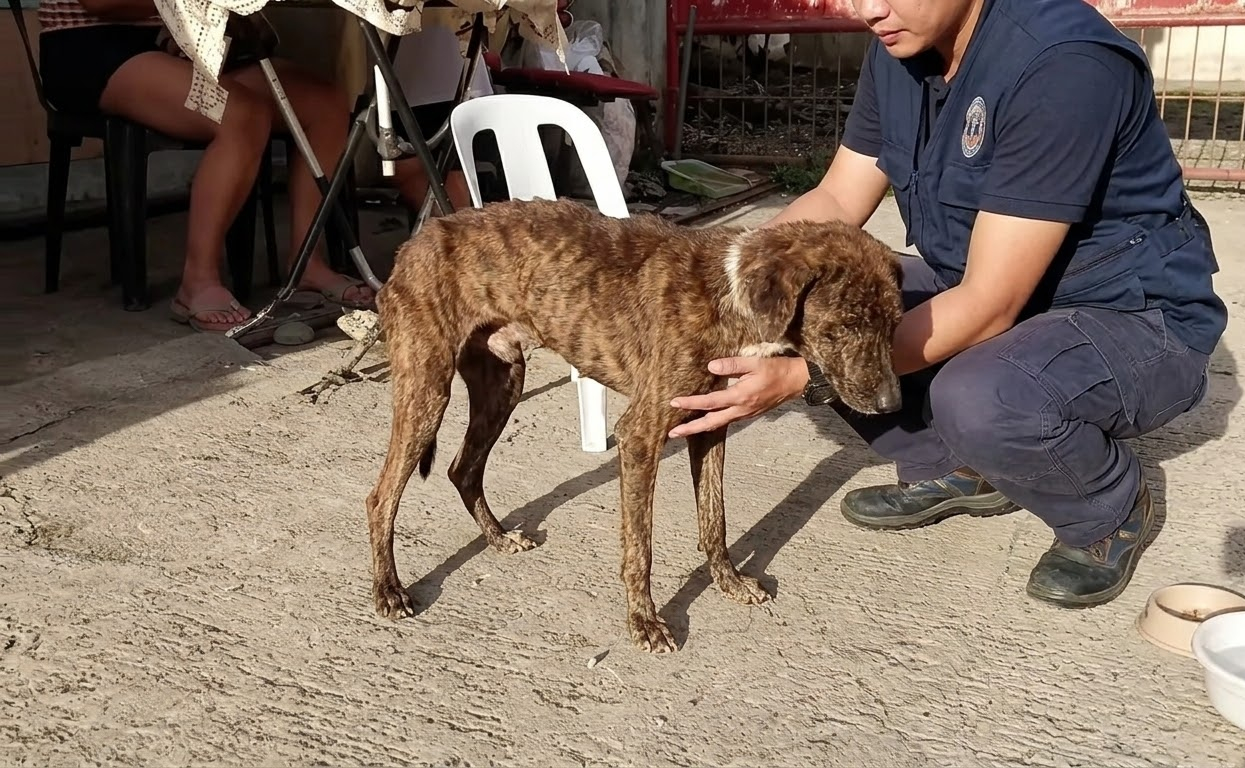 The Brown Dog Who Had Almost Nothing Left Still Chose to Keep Walking