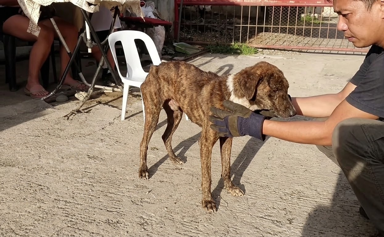 The Brown Dog Who Had Almost Nothing Left Still Chose to Keep Walking