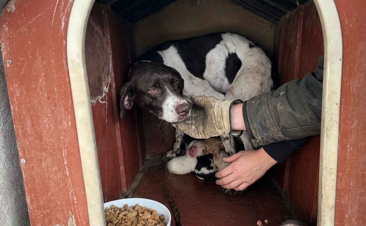 A Mother Dog Wouldn’t Leave Her Tiny Litter—Until Help Finally Reached Them