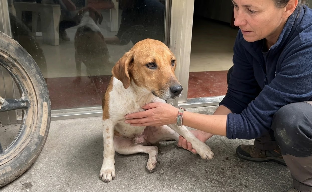 Mark Couldn’t Use His Back Legs—Then a Community Helped Him Move Again