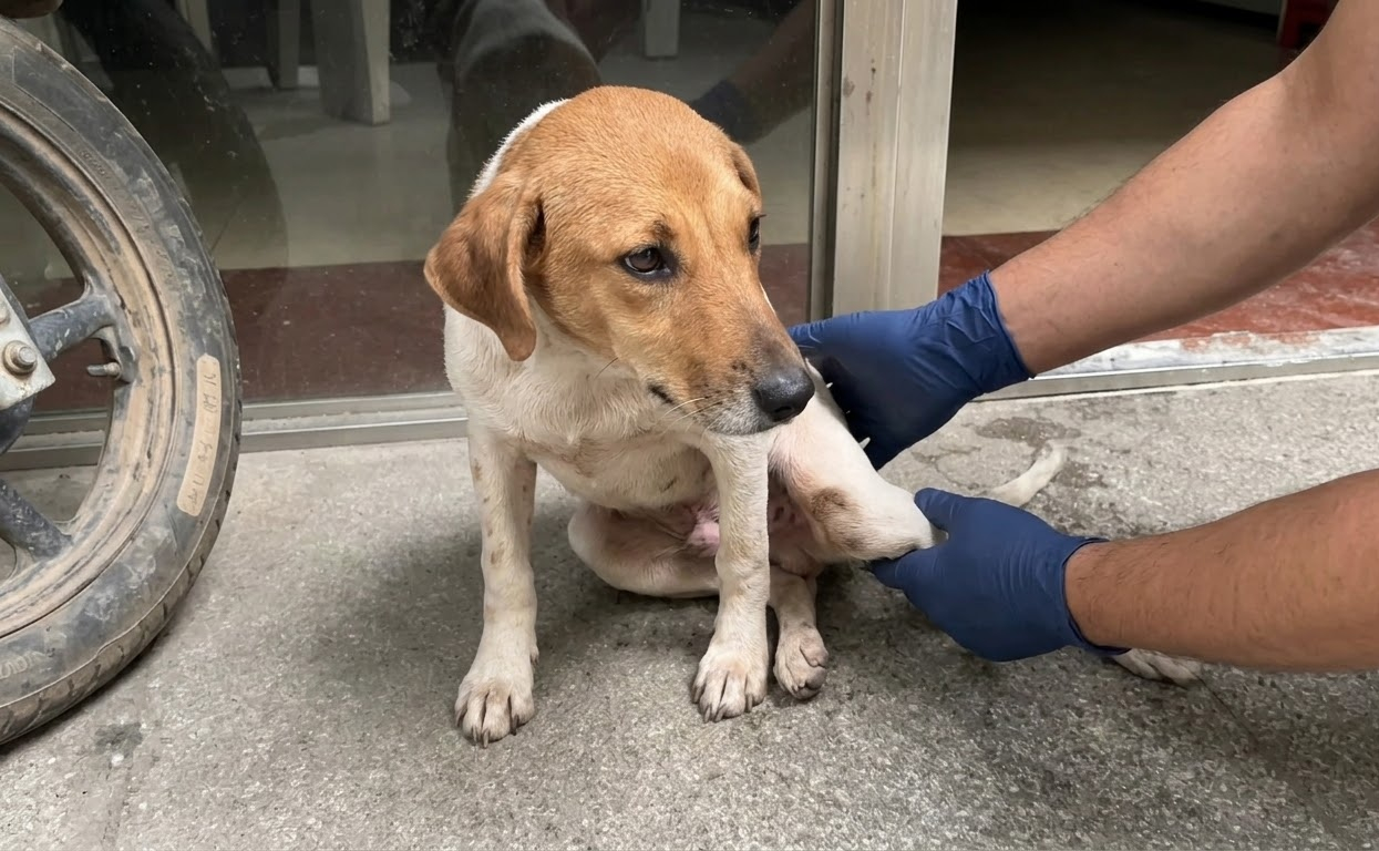 Mark Couldn’t Use His Back Legs—Then a Community Helped Him Move Again