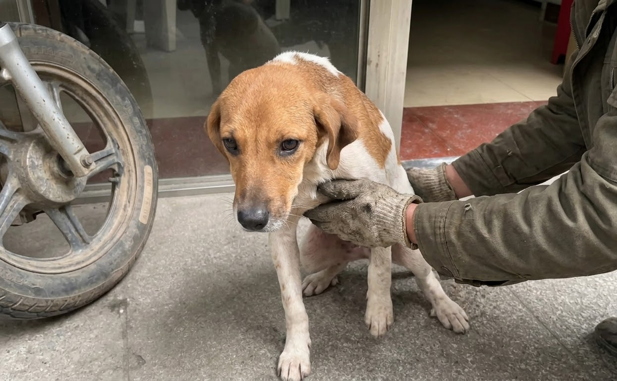 Mark Couldn’t Use His Back Legs—Then a Community Helped Him Move Again