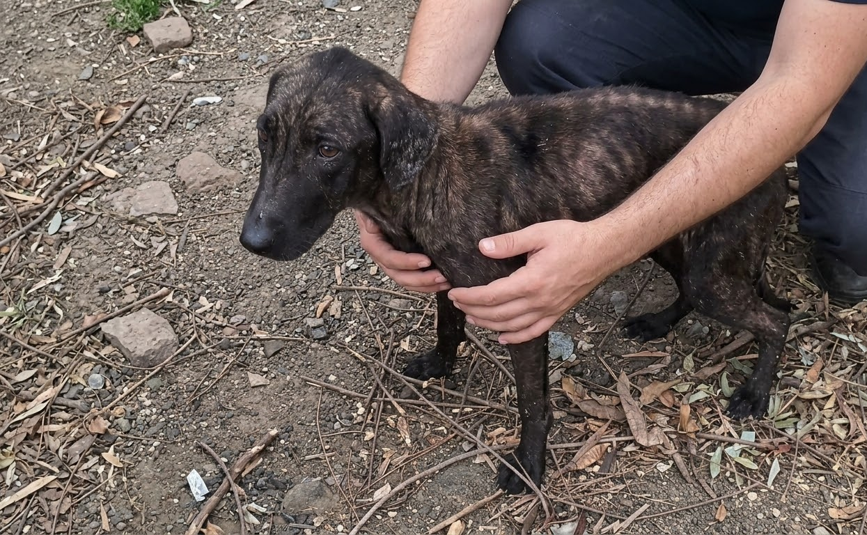 A Thin Mother Dog Kept Watching the Trees—Then Rescuers Found the Six Lives She Was Protecting